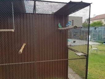 Prodám 2.1 pap královský žlutý kr 25