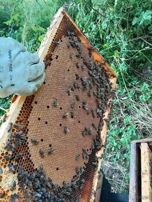 Včely , včelí oddělek