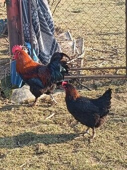 NV Marans