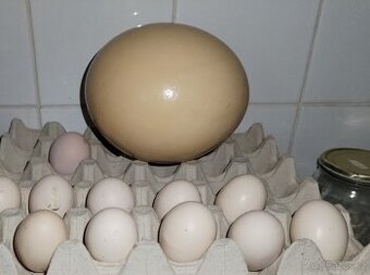 Prodám pštrosí vejce