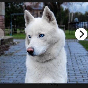 Pes husky
