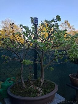 Bonsai, bonsaj Lípa - 1