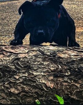 Stafordshire bullterier kryti