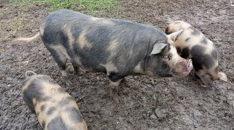 KUNE KUNE