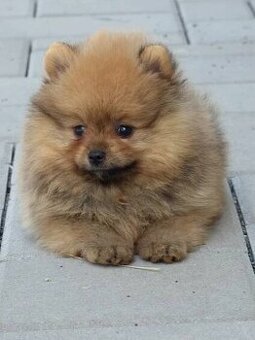 Pomeranian