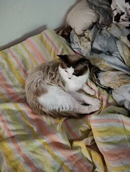 Ragdoll