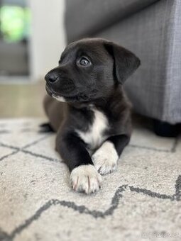 Darujeme štěňátko labrador+border kolie