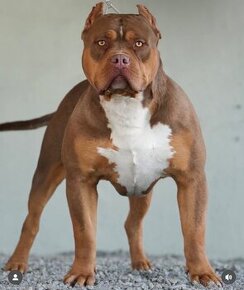 American bully standard xl xxl