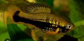 xiphophorus variatus tampico - 1