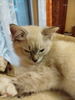 Ragdoll