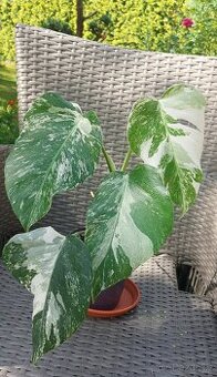 Monstera albo variegata