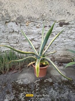 Agave