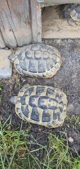 Testudo hermanni, želva zelenavá