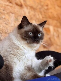 Prodám / daruji ragdoll kočku