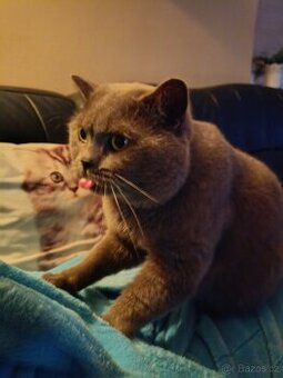 Britský modrý kocour krytí