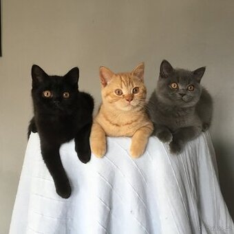 Britská koťátka s PP za  skvělou cenu 