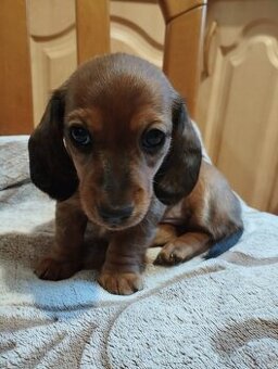 krátkosrstý jezevčík