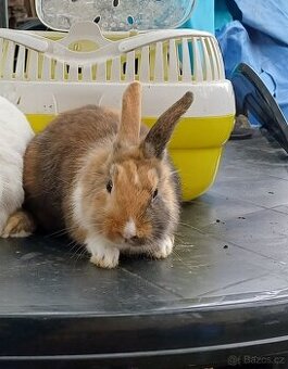 Zakrslý králíček