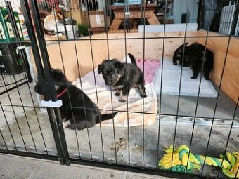 Štěňata - Kříženci Chodského psa