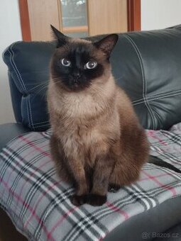 Jsem kocour Miki a hledam novy domov