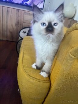 Koťátka ragdoll bez Pp