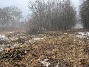 Dřevo k vytěžení Malečov