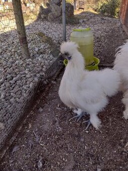 Hedvábnička zdrobnělá