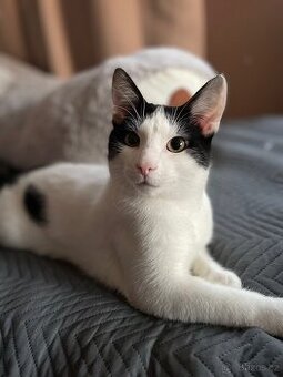 Darujeme kocoura do dobrých rukou