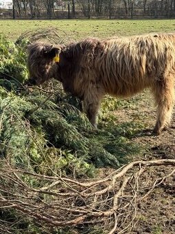 Skotský náhorní skot highlander