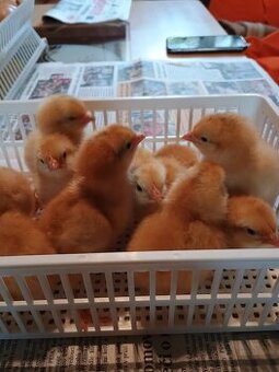 VONÉ MÍSTO V LÍHNI