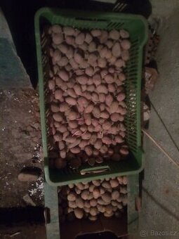 brambory vhodné k sadbě