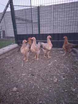 Kohouti leghorn a bielefeldky