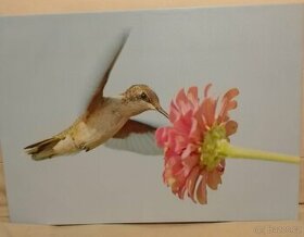 Fotoobraz kolibřík a květina 70 x 50 cm