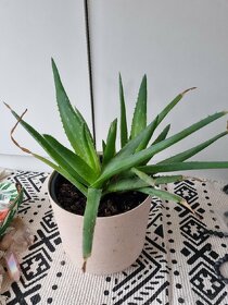 Rostliny Aloe vera+pupovice ozdobna - 1