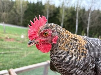 Prodam kohouty marans / green shell
