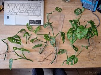 Monstera Adansonii/Monkey
