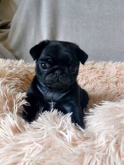Mops s PP