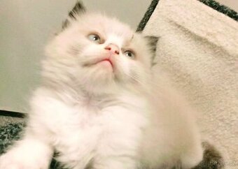 Ragdoll bez pp