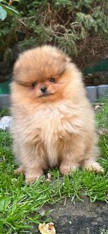 Pomeranian s pp FCI