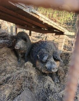 Mangalica Kanec