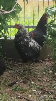 Araukana
