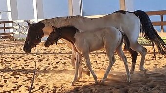 Letošní klisnička APH All around prospect