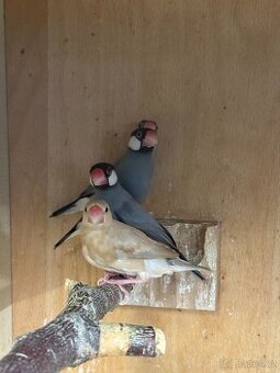 Prodám rýžovníky