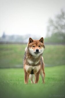 Nabídka kryti- Shiba inu s FCI PP