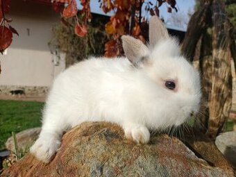 Zakrslý králíček sameček