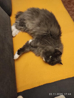 Kočička s delší srstí,