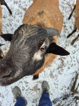 Kamerunský beran 10měsíců starý