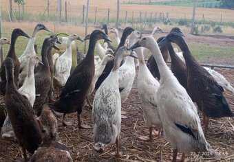 Prodej živých kachen PIŽMOVKA a INDICKÝ běžec
