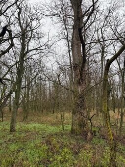 Prodej lesních pozemků k.ú. Mutěnice