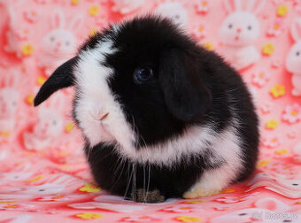 Zakrslý modrooký satén beránek sameček s VP .